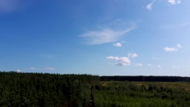 Árboles verdes balanceándose, moviéndose y temblando en el viento durante el tiempo ventoso en un día soleado de verano. La pintoresca naturaleza de Rusia — Vídeos de Stock