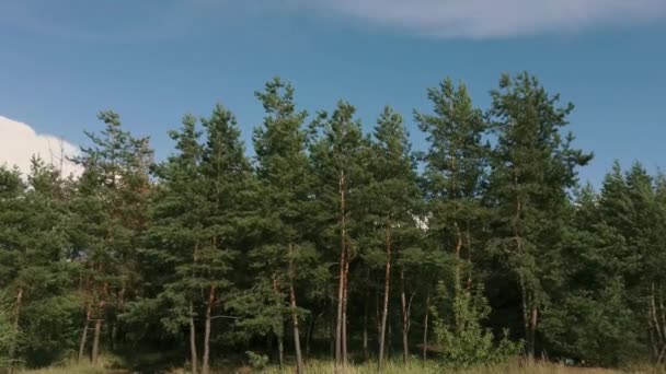 Árboles verdes balanceándose, moviéndose y temblando en el viento durante el tiempo ventoso en un día soleado de verano. La pintoresca naturaleza de Rusia — Vídeo de stock