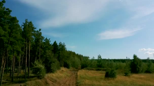 Green trees swaying, moving and shaking in wind during windy weather on a sunny summer day. The picturesque nature of Russia — Stock Video