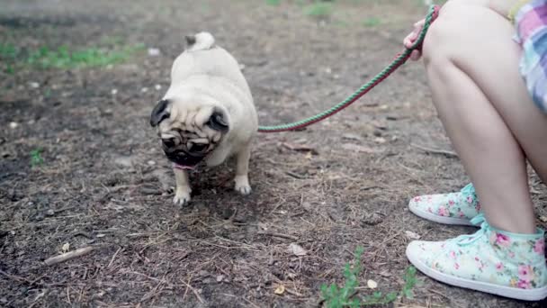 Mädchen, die mit einem Mops im Park spazieren gehen. Mops ruht im Wald — Stockvideo