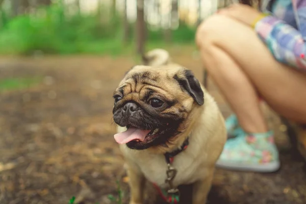 Egy kutyafajta mopsszal sétáló lány a parkban. Pug pihen az erdőben — Stock Fotó