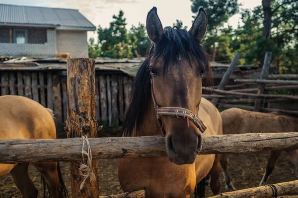 Çayırdaki güzel kahverengi at. Bir atın portresi..