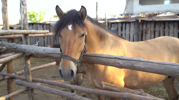 Cavalo castanho bonito no cais. Retrato de um cavalo. — Vídeo de Stock