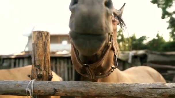 Hermoso caballo marrón en el paddock. Retrato de un caballo. — Vídeo de stock