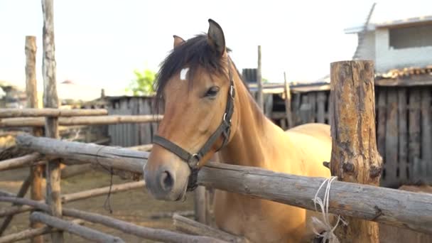 Hermoso caballo marrón en el paddock. Retrato de un caballo. — Vídeos de Stock