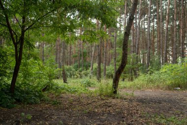 Yaz mevsiminde orman ağaçları. Orman ağaçlarla çevrili..