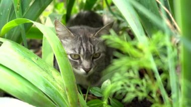 Yazın çimenlerde saklanan tekir kedi. Yeşil çimlerin üzerinde yatan bir kedi yaz çayırında. Doğada güzel kedi portresi