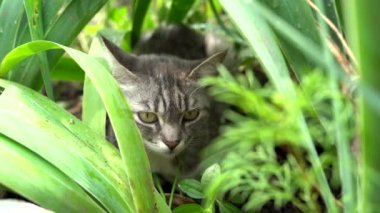 Yazın çimenlerde saklanan tekir kedi. Yeşil çimlerin üzerinde yatan bir kedi yaz çayırında. Doğada güzel kedi portresi