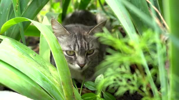 Tabby kočka skrývá v trávě v létě. Kočka ležící v zelené trávě na letní louce. Krásný kočičí portrét na přírodním pozadí — Stock video