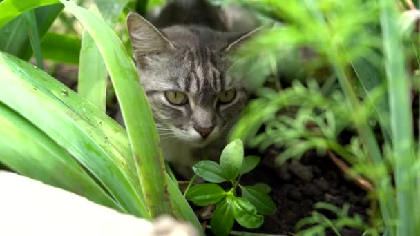 El gato de Tabby se esconde en la hierba en verano. gato acostado en una hierba verde en un prado de verano. Hermoso retrato de gato en el fondo de la naturaleza — Vídeos de Stock