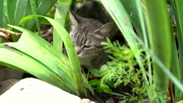 Tabby gato escondendo-se na grama no verão. Gato deitado em uma grama verde em um prado de verão. Bonito retrato gato no fundo da natureza — Vídeo de Stock