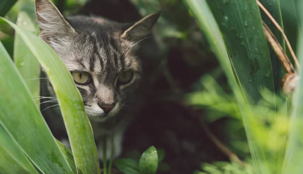 El gato de Tabby se esconde en la hierba en verano. gato acostado en una hierba verde en un prado de verano. Hermoso retrato de gato en el fondo de la naturaleza —  Fotos de Stock