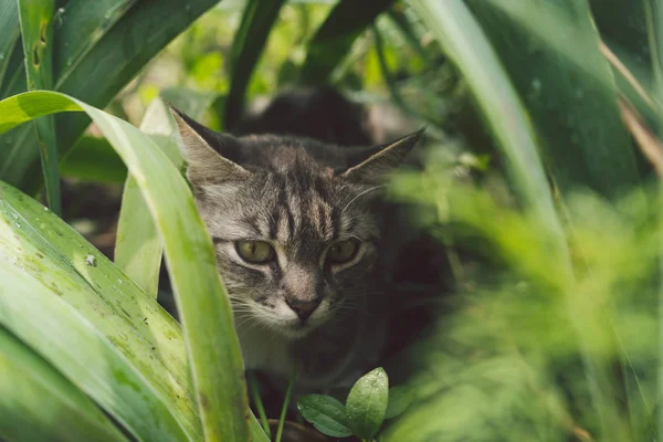 El gato de Tabby se esconde en la hierba en verano. gato acostado en una hierba verde en un prado de verano. Hermoso retrato de gato en el fondo de la naturaleza — Foto de Stock