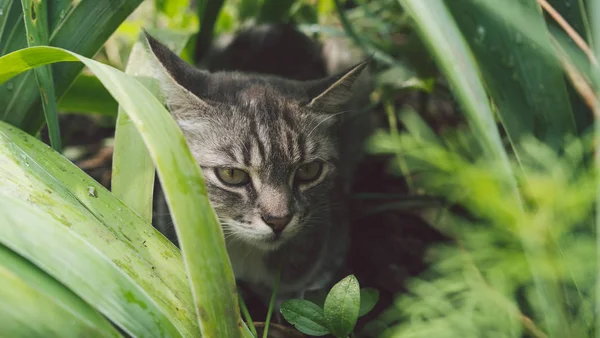 El gato de Tabby se esconde en la hierba en verano. gato acostado en una hierba verde en un prado de verano. Hermoso retrato de gato en el fondo de la naturaleza —  Fotos de Stock