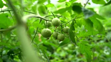 Dalında yağmur damlaları olan küçük yeşil domatesler. Tarım, sağlıklı gıda ve sebze kavramı.