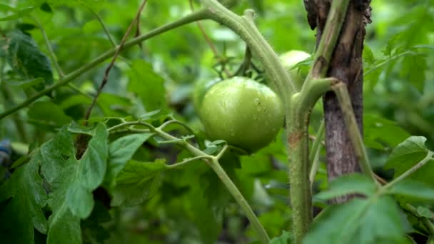 Kleine groene tomaten op een tak met regendruppels. Het begrip landbouw, gezonde voeding en groenten. — Stockvideo