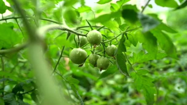 Dalında yağmur damlaları olan küçük yeşil domatesler. Tarım, sağlıklı gıda ve sebze kavramı. — Stok video