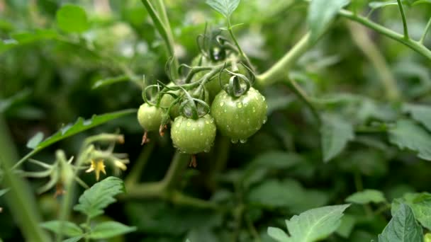 Tomates verdes pequenos em um ramo com gotas de chuva. O conceito de agricultura, alimentos saudáveis e vegetais. — Vídeo de Stock