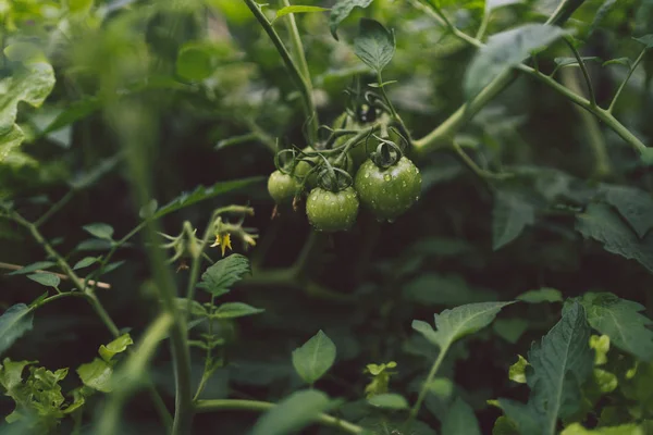 庭では枝に緑色のトマトが成長しています。農業、健康食品、野菜の概念. — ストック写真