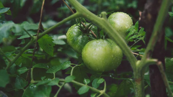 庭では枝に緑色のトマトが成長しています。農業、健康食品、野菜の概念. — ストック写真