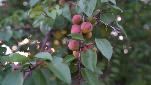 El primer plano de los albaricoques maduros en la rama sobre el albaricoque en el jardín frutal, el huerto — Vídeos de Stock