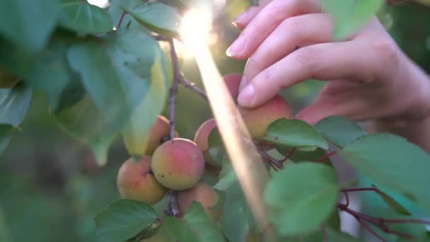 El primer plano de los albaricoques maduros en la rama sobre el albaricoque en el jardín frutal, el huerto — Vídeos de Stock