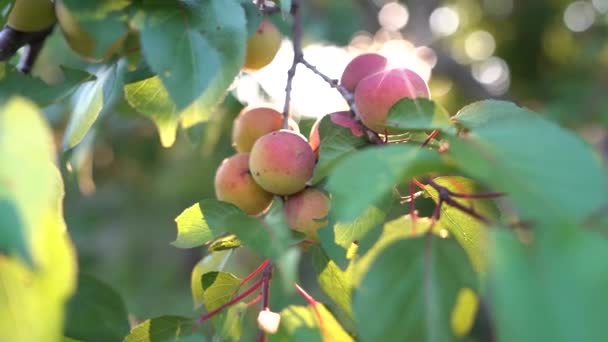 Gros plan d'abricots mûrs sur une branche d'abricot dans un jardin fruitier, verger — Video