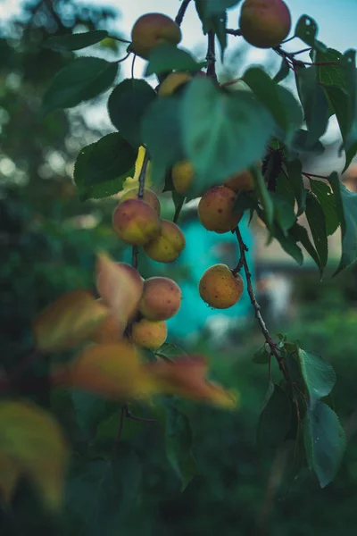 Zbliżenie dojrzałych moreli na gałęzi na drzewie morelowym w ogrodzie owocowym, sad — Zdjęcie stockowe