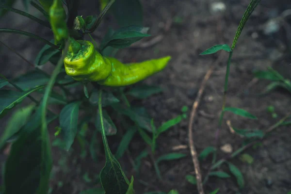 Pimentas verdes estão crescendo no jardim — Fotografia de Stock