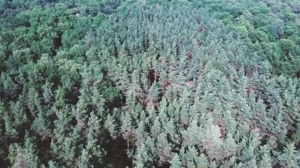 Yaz Ormanı Manzarası Güneşli Havada Yumuşak Güneş Işığıyla Aydınlatılan Orman — Stok video