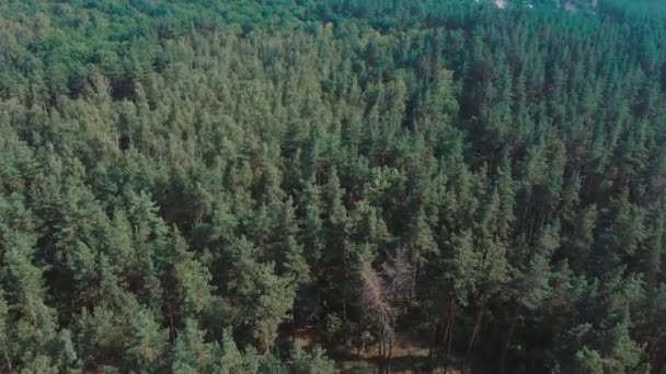 Zomer Bos Landschap Bij Zonnig Weer Bos Bomen Verlicht Door — Stockvideo