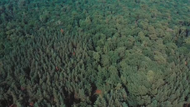 Zomer Bos Landschap Bij Zonnig Weer Bos Bomen Verlicht Door — Stockvideo