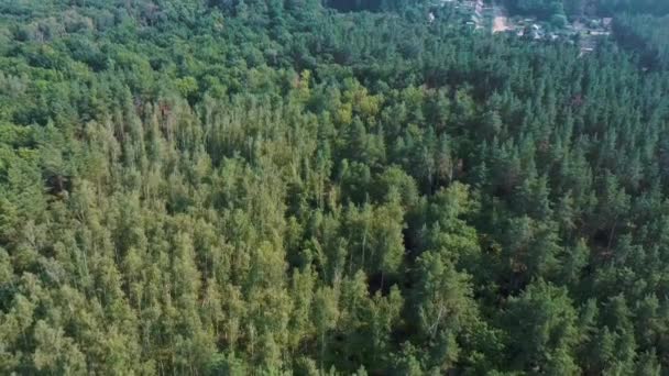 Zomer Bos Landschap Bij Zonnig Weer Bos Bomen Verlicht Door — Stockvideo