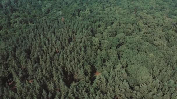 Летний Лесной Ландшафт Солнечную Погоду Лесные Деревья Освещенные Мягким Солнечным — стоковое видео