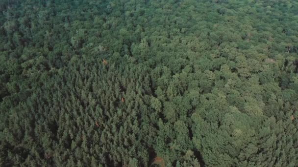 Sommar Skog Landskap Soligt Väder Skogsträd Upplysta Mjukt Solljus — Stockvideo