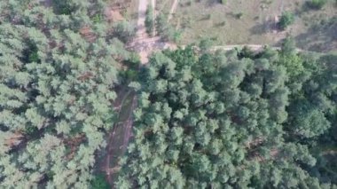 Yaz ormanı manzarası güneşli havada - yumuşak güneş ışığıyla aydınlatılan orman ağaçları