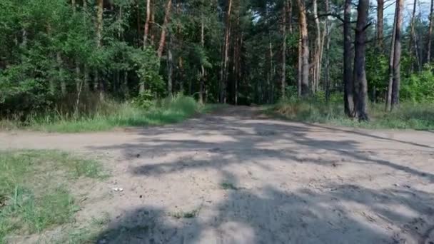 Estate paesaggio forestale in tempo soleggiato alberi forestali illuminati dalla luce del sole morbida. Natura della foresta nella giornata di sole — Video Stock