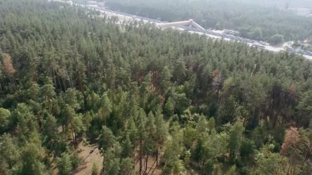 Zomer Bos Landschap Bij Zonnig Weer Bos Bomen Verlicht Door — Stockvideo