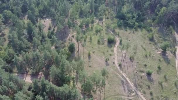 Weg Bos Dennenbomen Vanuit Lucht — Stockvideo