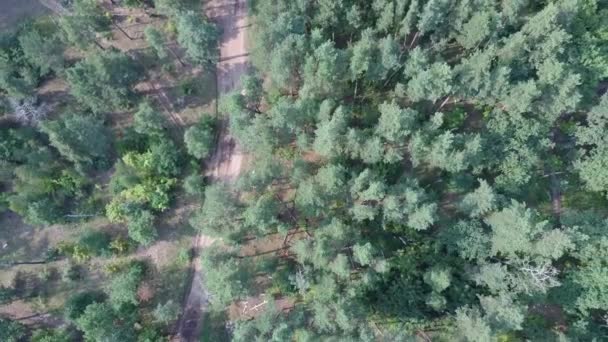 Straße Wald Kiefern Luftaufnahme — Stockvideo