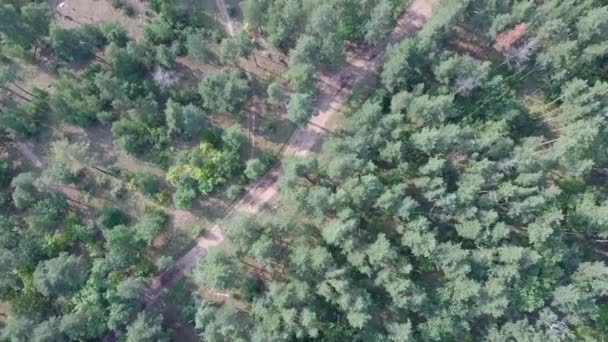 Carretera Bosque Vista Aérea Los Pinos — Vídeos de Stock