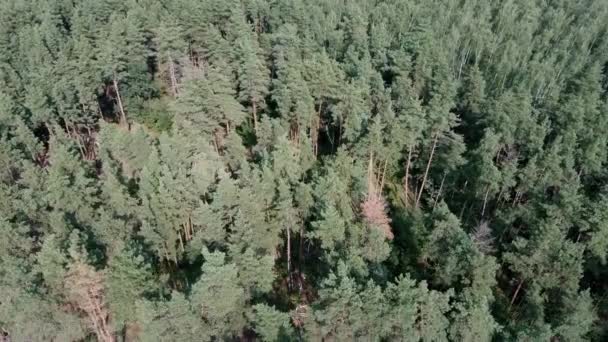 Sommarskogslandskap i soligt väder - skogsträd upplysta av mjukt solljus. Skogsnatur på solig dag — Stockvideo