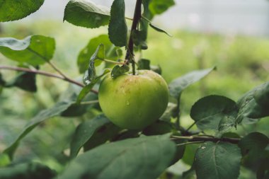 Ağaçta, yaprakların arasında yeşil bir elma yetişiyor. Doğal ortamda elma