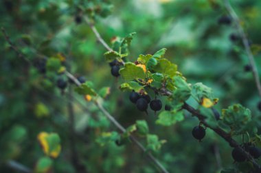 Bahçede siyah frenk üzümü dalı yetişiyor. Lezzetli siyah frenk üzümü, olgun böğürtlen dalında.