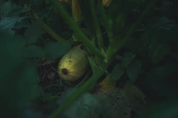 As plantas comestíveis de abobrinha ou abobrinha crescem no jardim. O vegetal está deitado no chão. Legumes de uma planta de crescimento fresco com caule e folhas verdes . — Fotografia de Stock