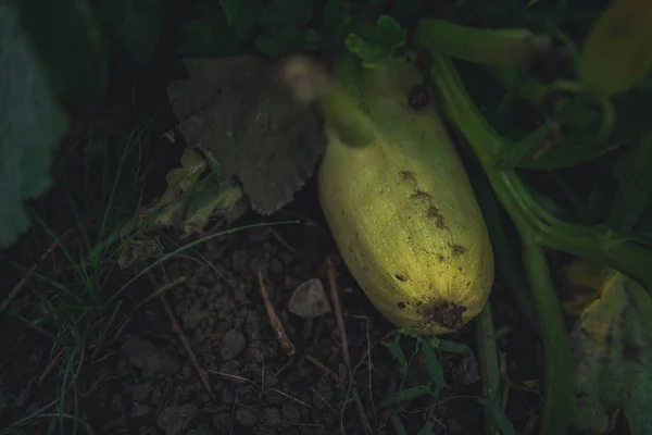 ズッキーニやコルゲット食用植物は庭で成長します。野菜が地面に横たわっている。茎や緑の葉を持つ新鮮な成長植物の野菜. — ストック写真