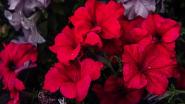 Çok renkli petunyalarla çiçeklenmiş. Açık tomurcuklu renkli petunya çiçekleri. Bahçede güzel çiçekler yetişiyor..