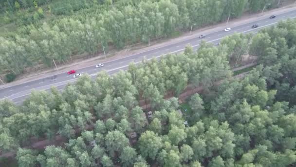 Автомобілі рухаються по дорозі, оточені зеленими деревами влітку . — стокове відео