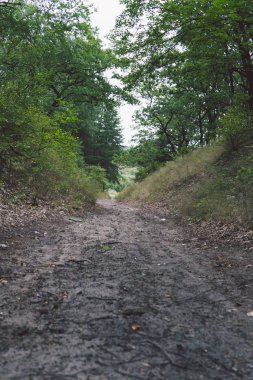Yeşil koruluktan geçen dar bir yol. Bulutlara karşı yeşil çalıların ve ağaçların arasından geçen dar yol