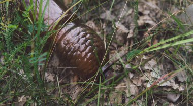 Parkta ya da ormanda çöp, yerde yatan boş bir şişe. Çevre kirliliği kavramı, doğanın çevresel sorunları.